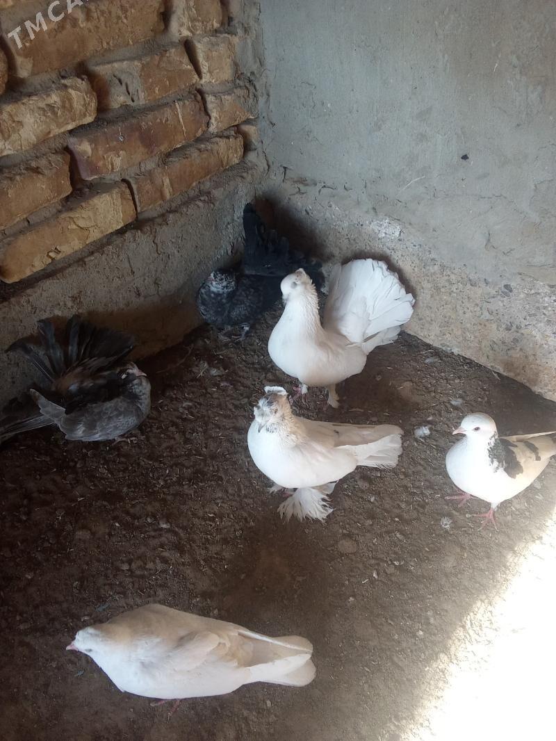 Kepderi - Mary - img 8