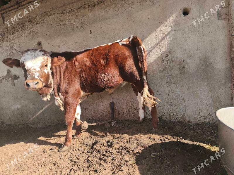 Okuz - Анев - img 2