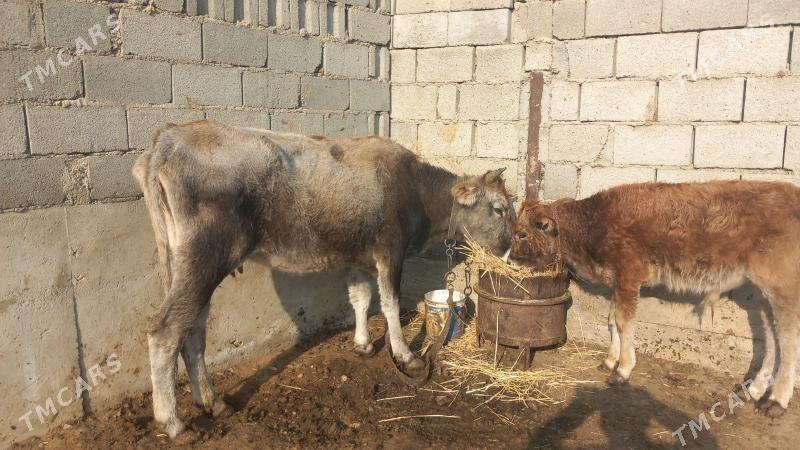 Göleli Sygyr - Gyzylarbat - img 3