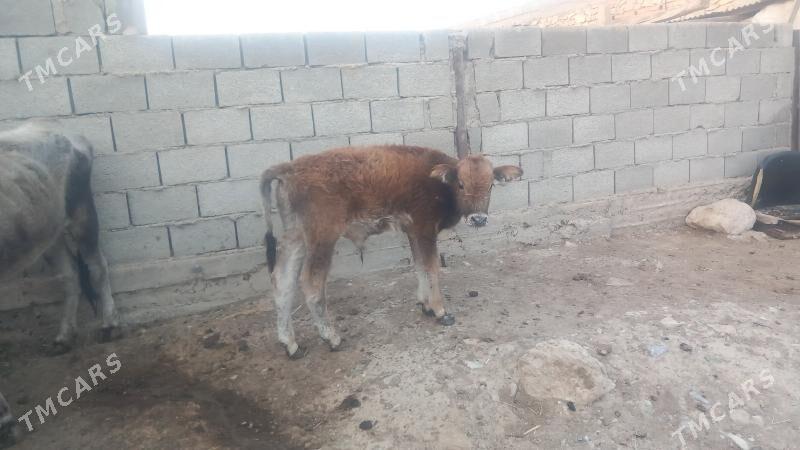 Göleli Sygyr - Gyzylarbat - img 10