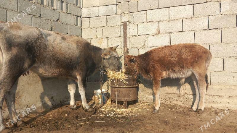 Göleli Sygyr - Gyzylarbat - img 8