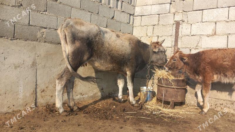 Göleli Sygyr - Gyzylarbat - img 6