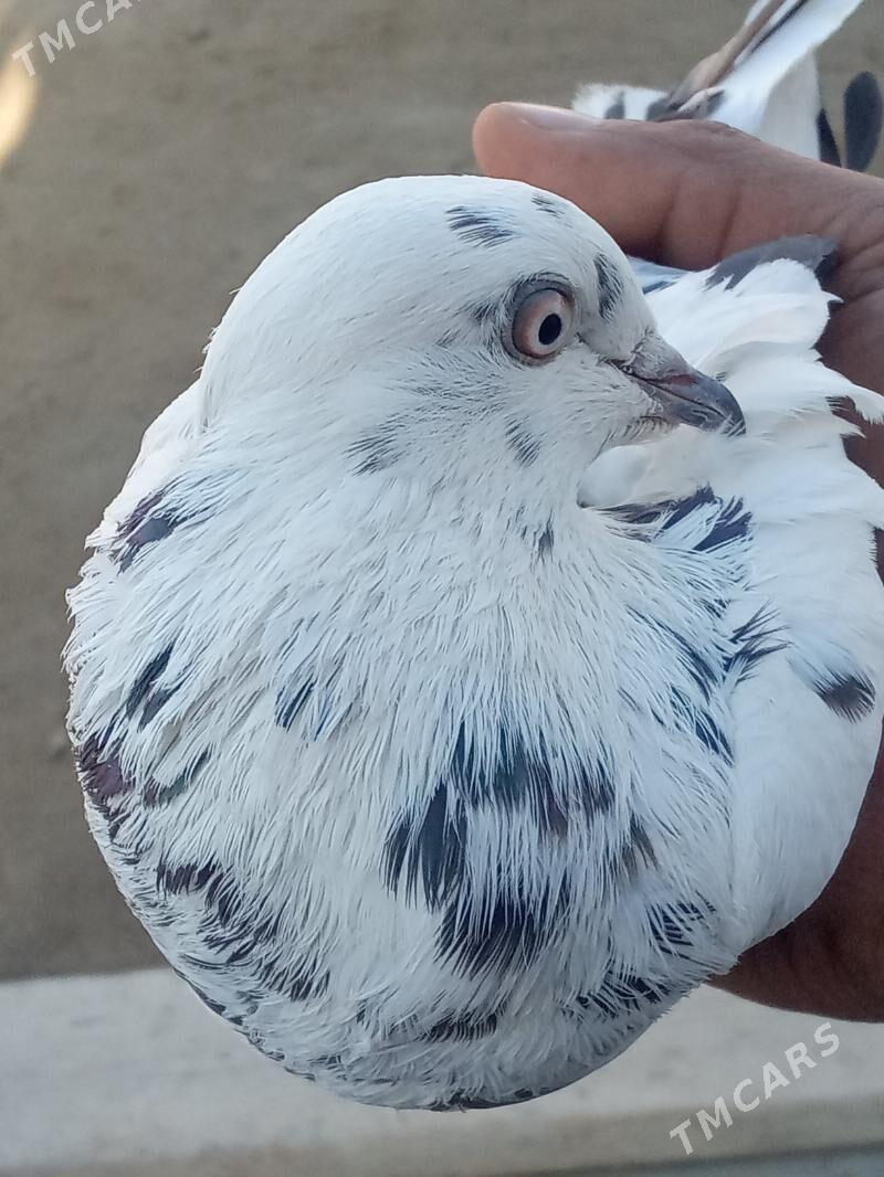 Kepderi - Mary - img 3