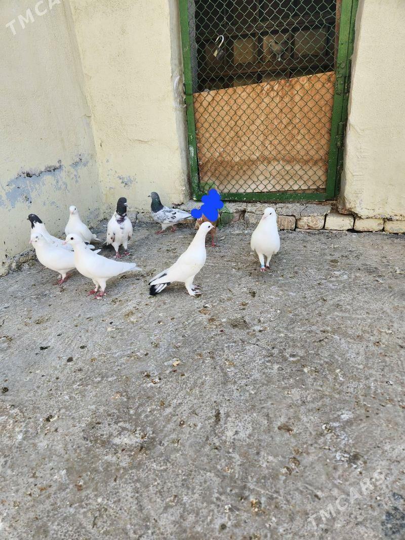 kepderi - Чоганлы - img 3