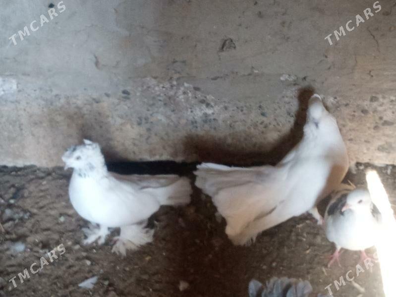 Kepderi - Mary - img 7