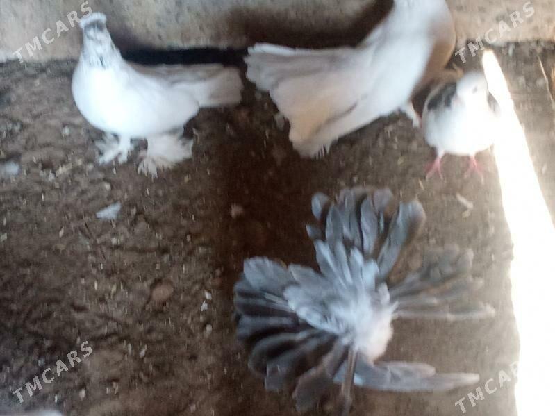 Kepderi - Mary - img 5