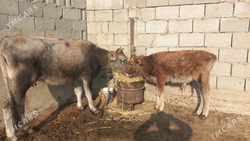 Göleli Sygyr - Gyzylarbat - img 5