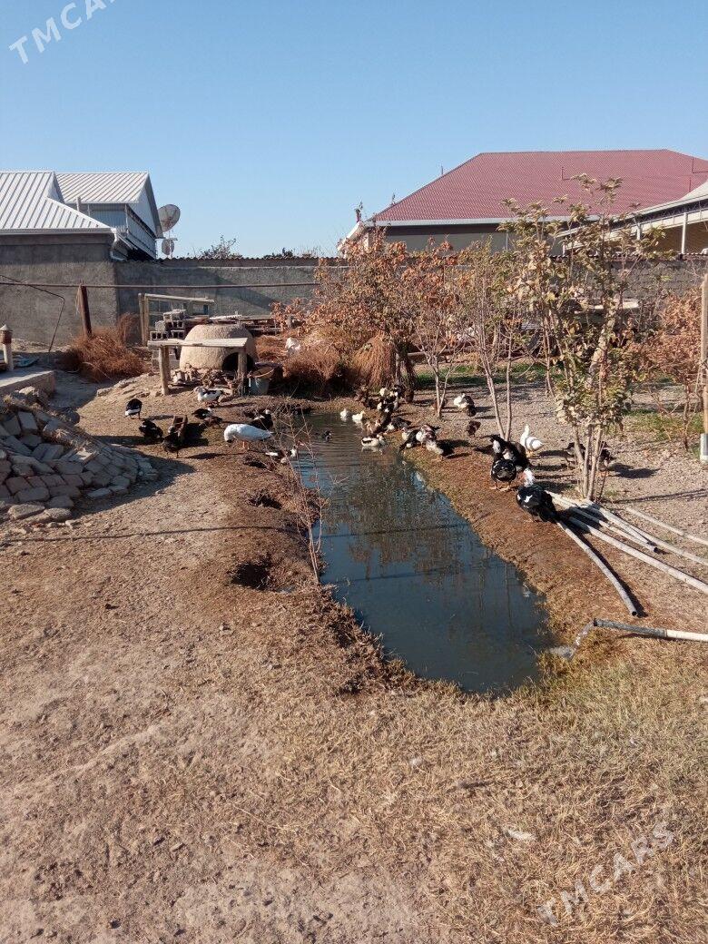 ördek - Mary - img 5