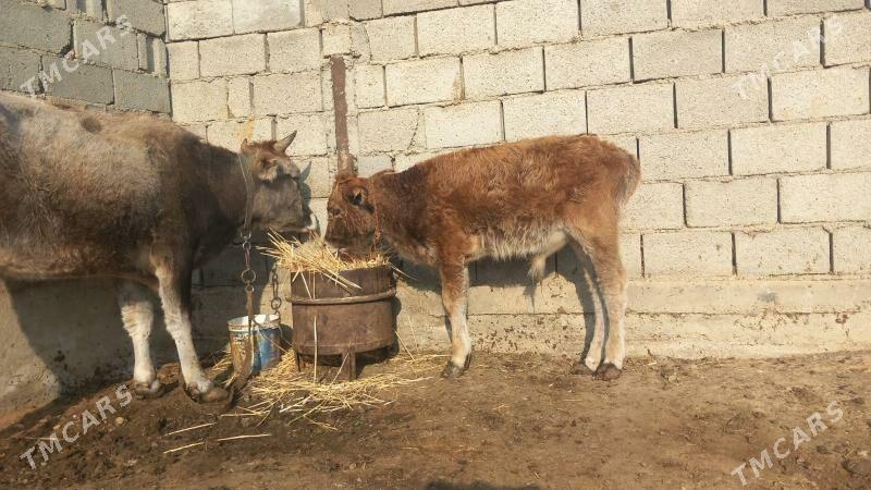 Göleli Sygyr - Gyzylarbat - img 7