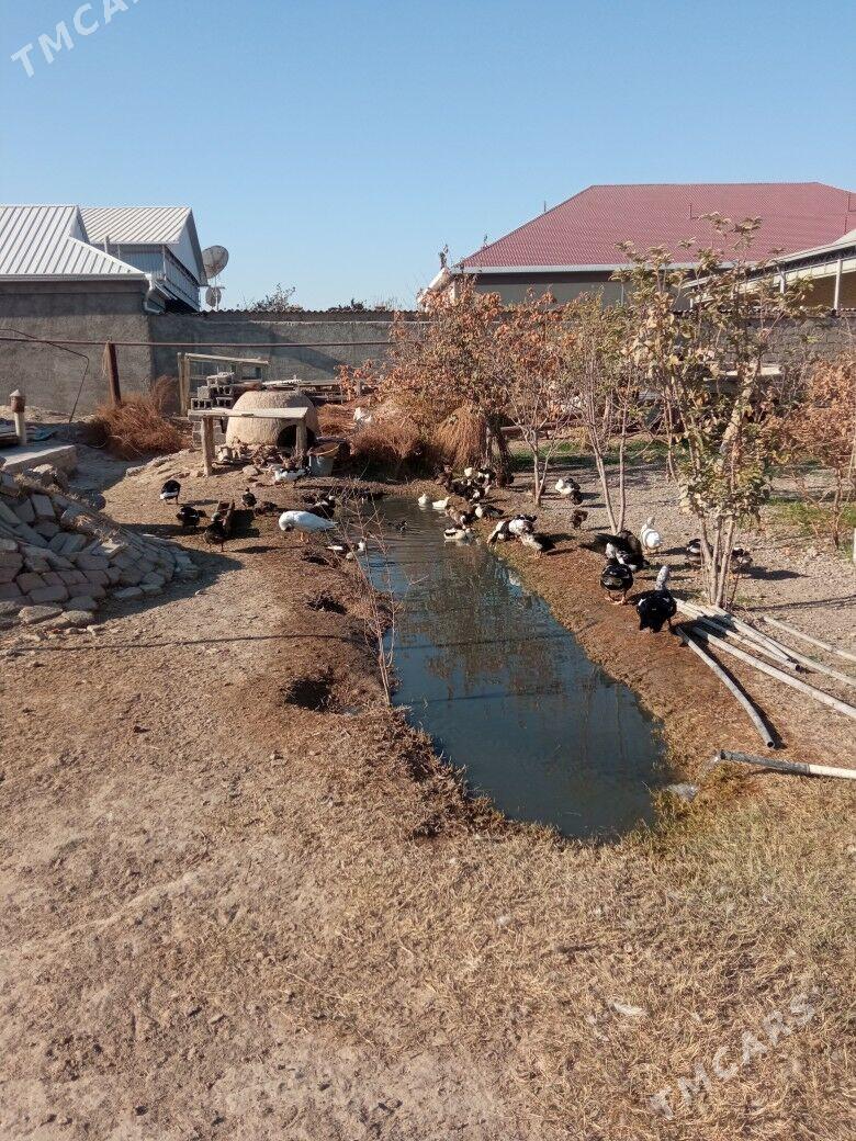 ördek - Mary - img 4