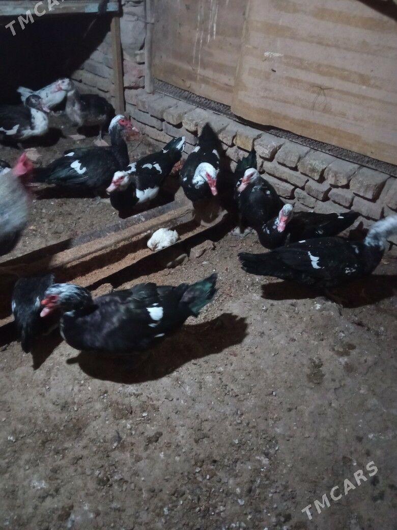 ördek - Mary - img 7