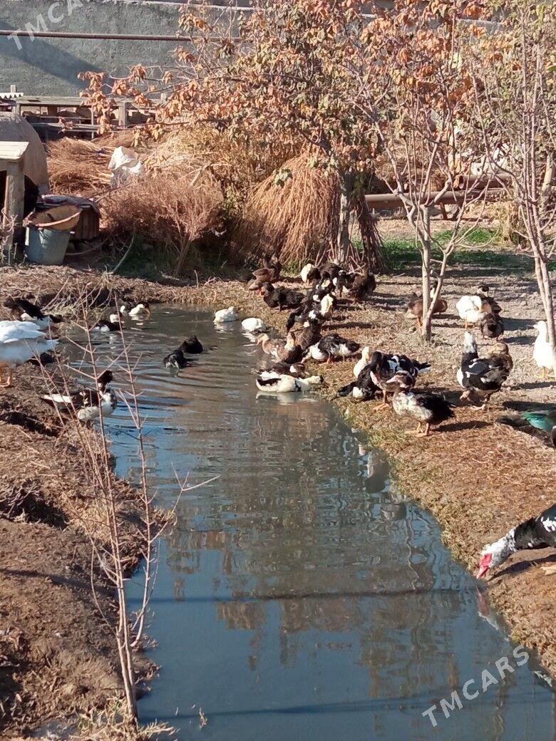 ördek - Mary - img 2