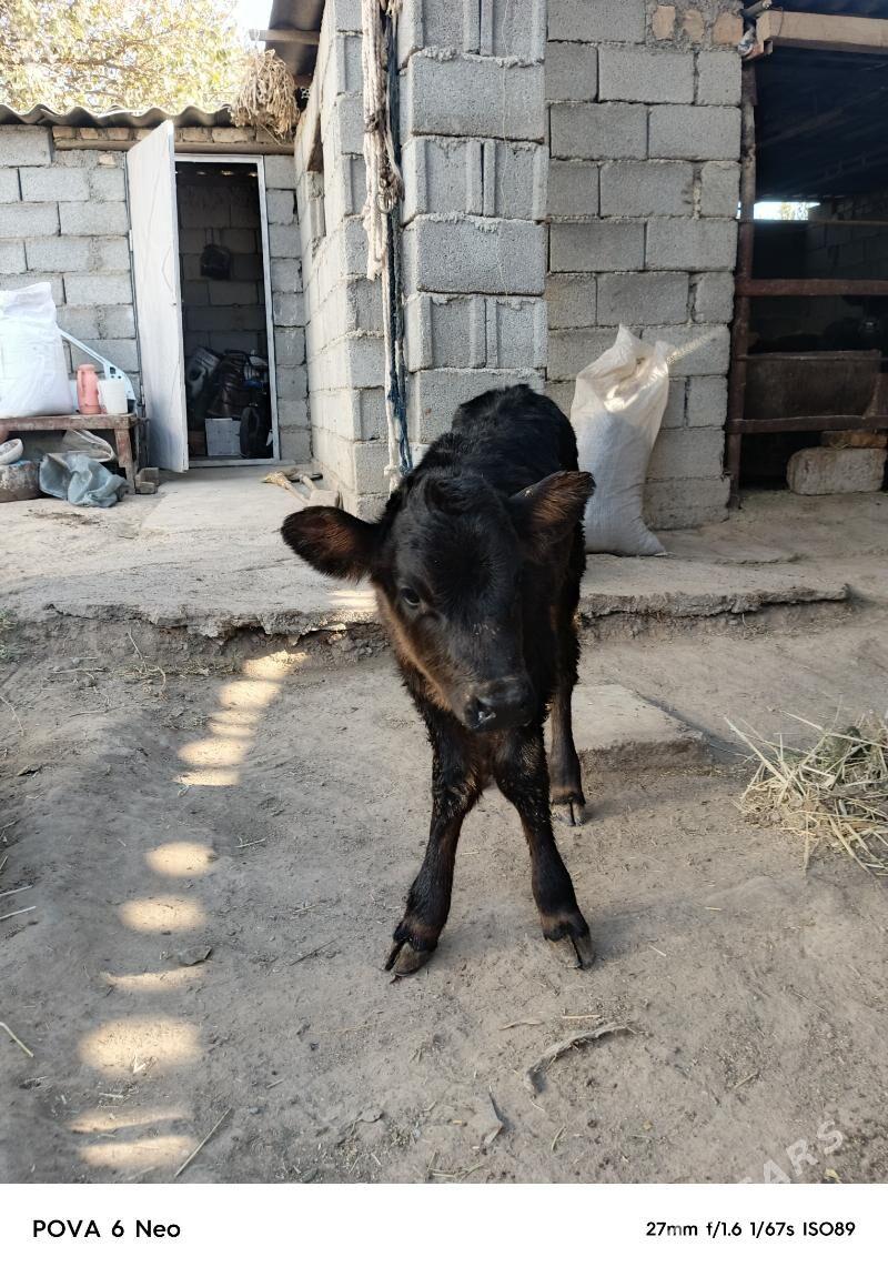 tuwjik - Херрикгала - img 2