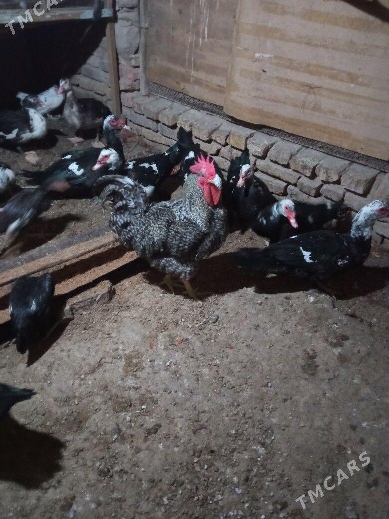 ördek - Mary - img 8