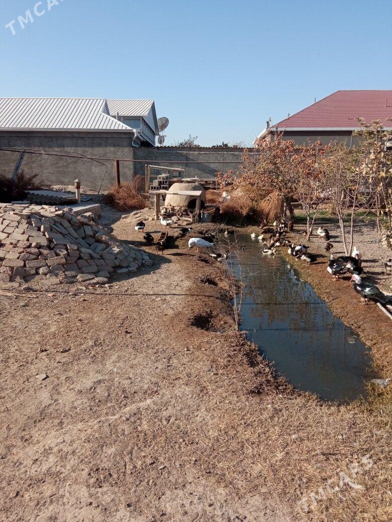 ördek - Mary - img 3