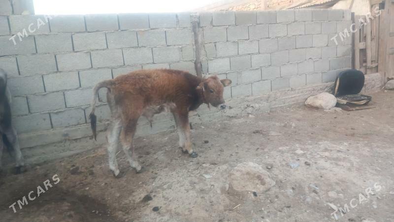 Göleli Sygyr - Gyzylarbat - img 9