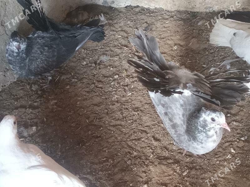 Kepderi - Mary - img 6