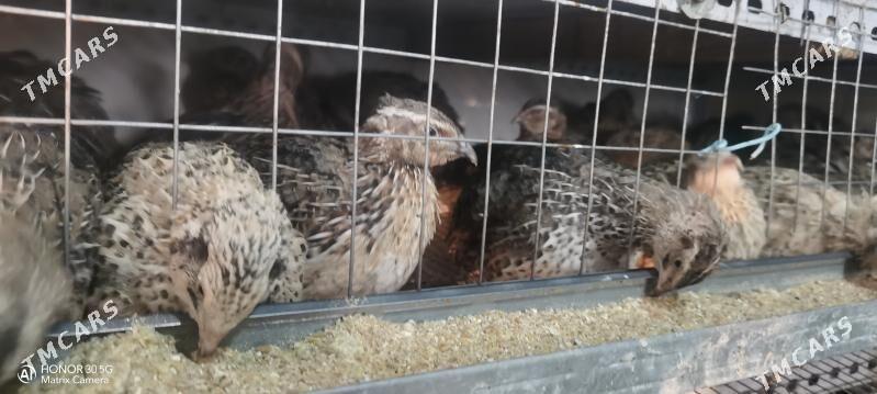 Bedene - Шатлык - img 1