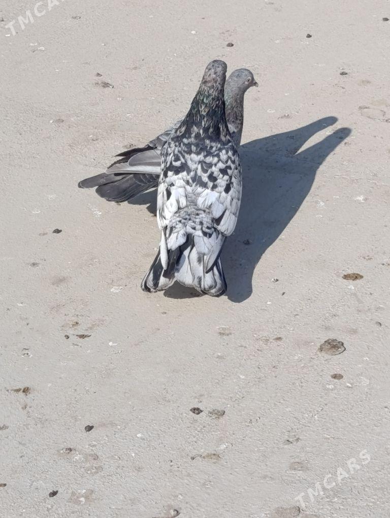 kepderi - Gyzylarbat - img 2