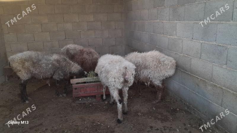 goyun - Балканабат - img 1