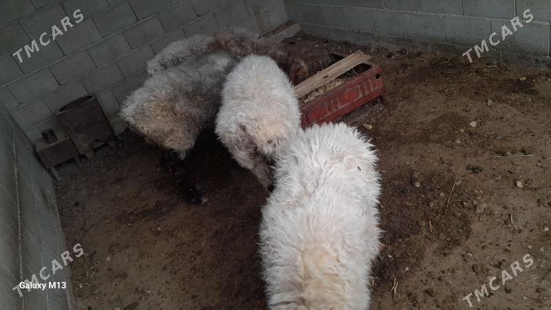 goyun - Балканабат - img 2