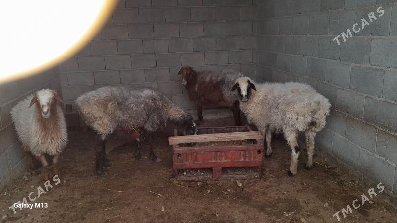 goyun - Балканабат - img 4