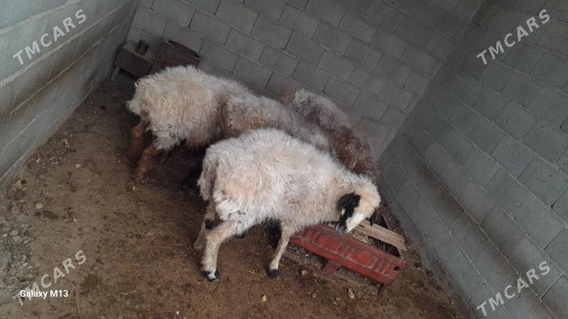 goyun - Балканабат - img 3