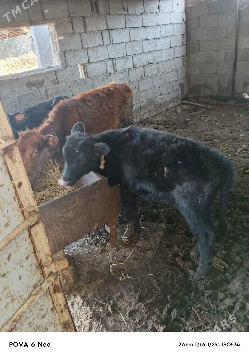 tuwe - Herrikgala - img 2