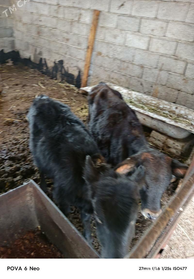 tuwe - Herrikgala - img 3