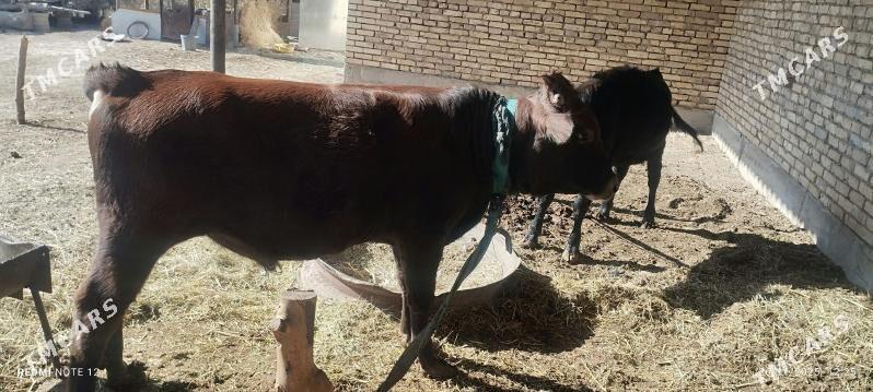 öküz bakylan - Mary - img 3