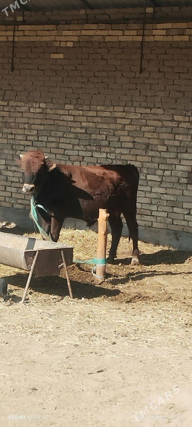 öküz bakylan - Mary - img 2