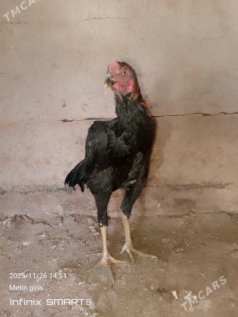 baýes horaz - Mary - img 2