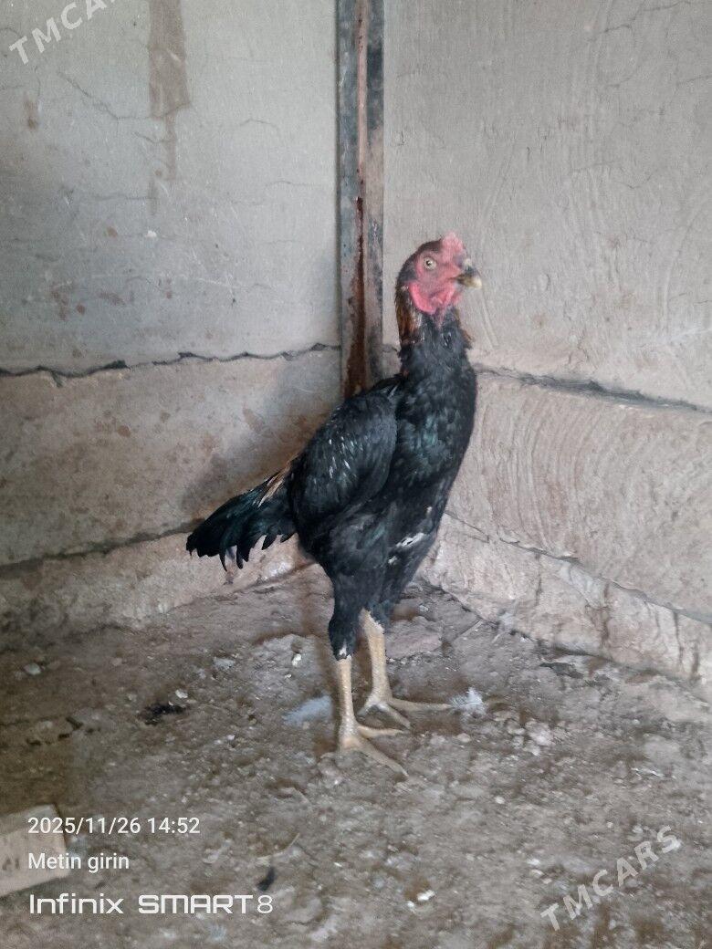 baýes horaz - Mary - img 3