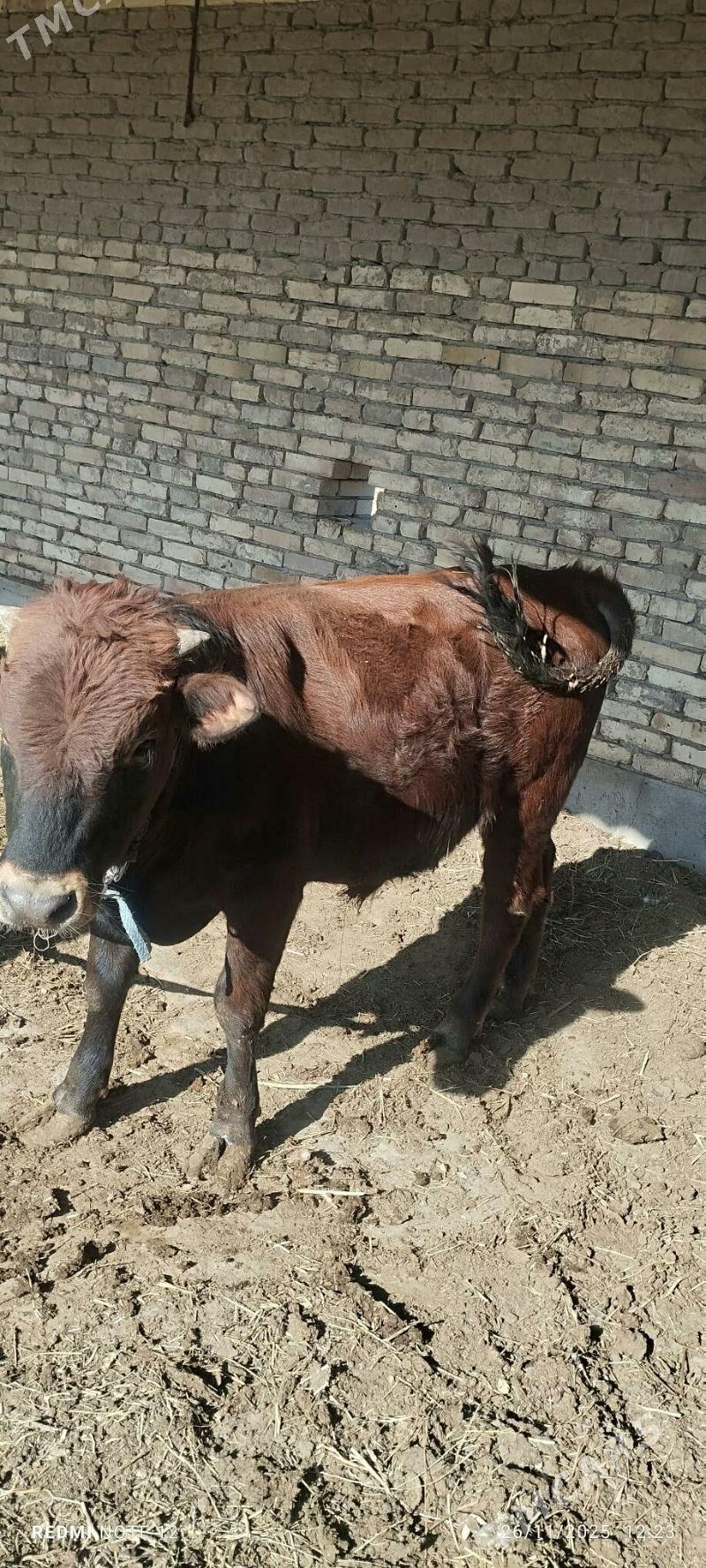 öküz bakylan - Mary - img 6