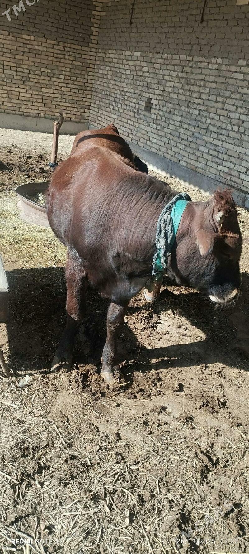 öküz bakylan - Mary - img 5