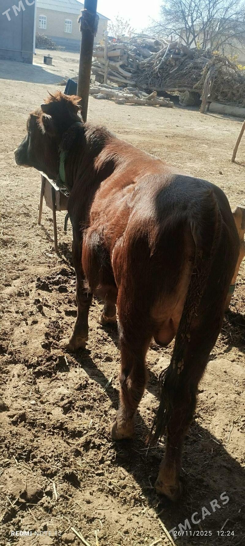 öküz bakylan - Mary - img 7