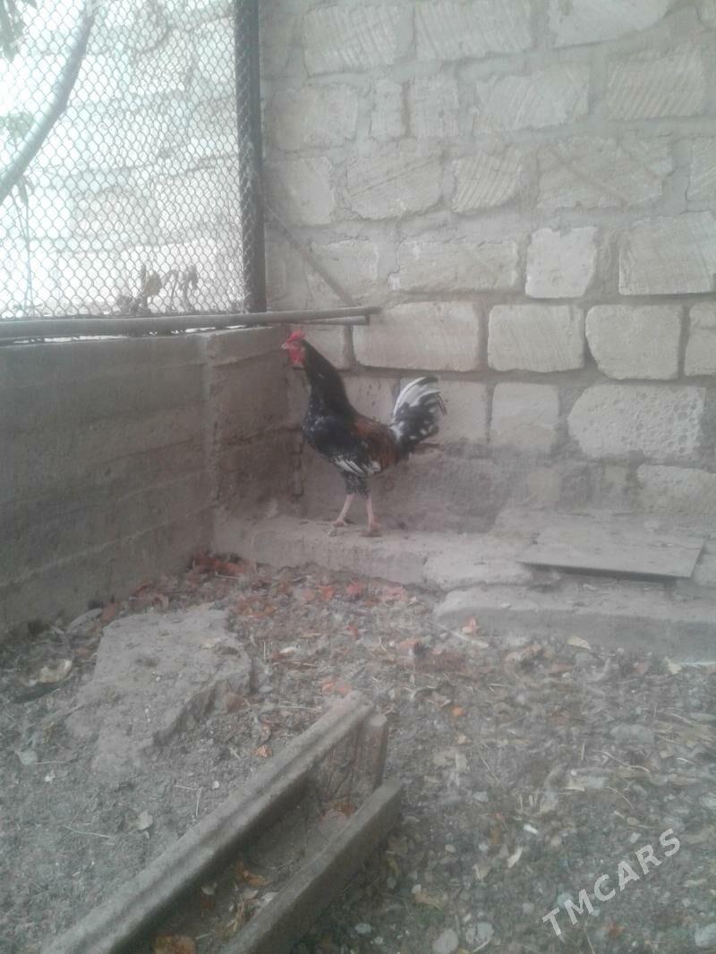 Horaz - Туркменбаши - img 2