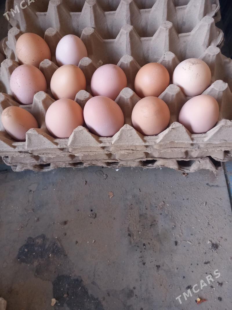 DOMINANT towuk 8 aýl - Änew - img 3