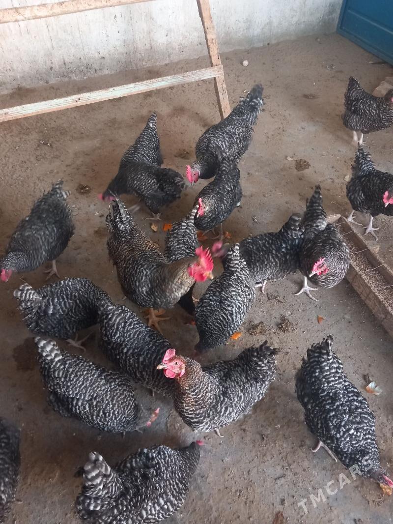 DOMINANT towuk 8 aýl - Änew - img 2