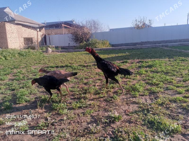 baýes horaz - Mary - img 4