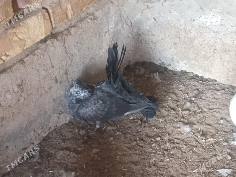 Kepderi - Mary - img 2