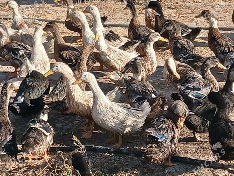 gak gak ördek - Ашхабад - img 2