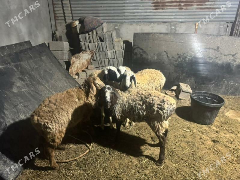 Goyun Tokly - Гарадамак - img 4