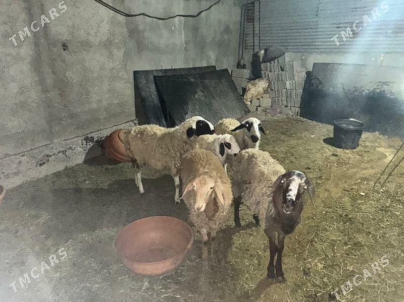 Goyun Tokly - Гарадамак - img 3