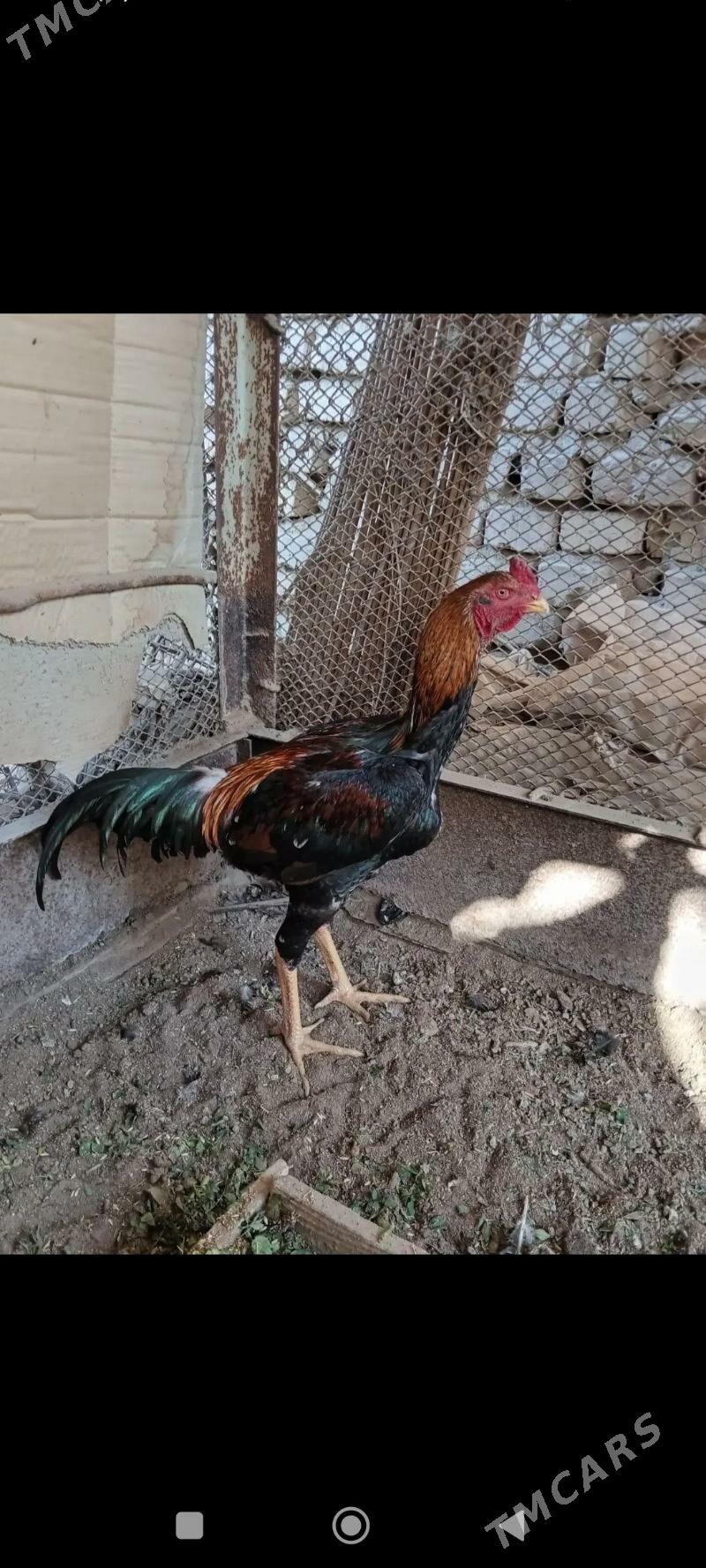 baysow horaz - Мары - img 2