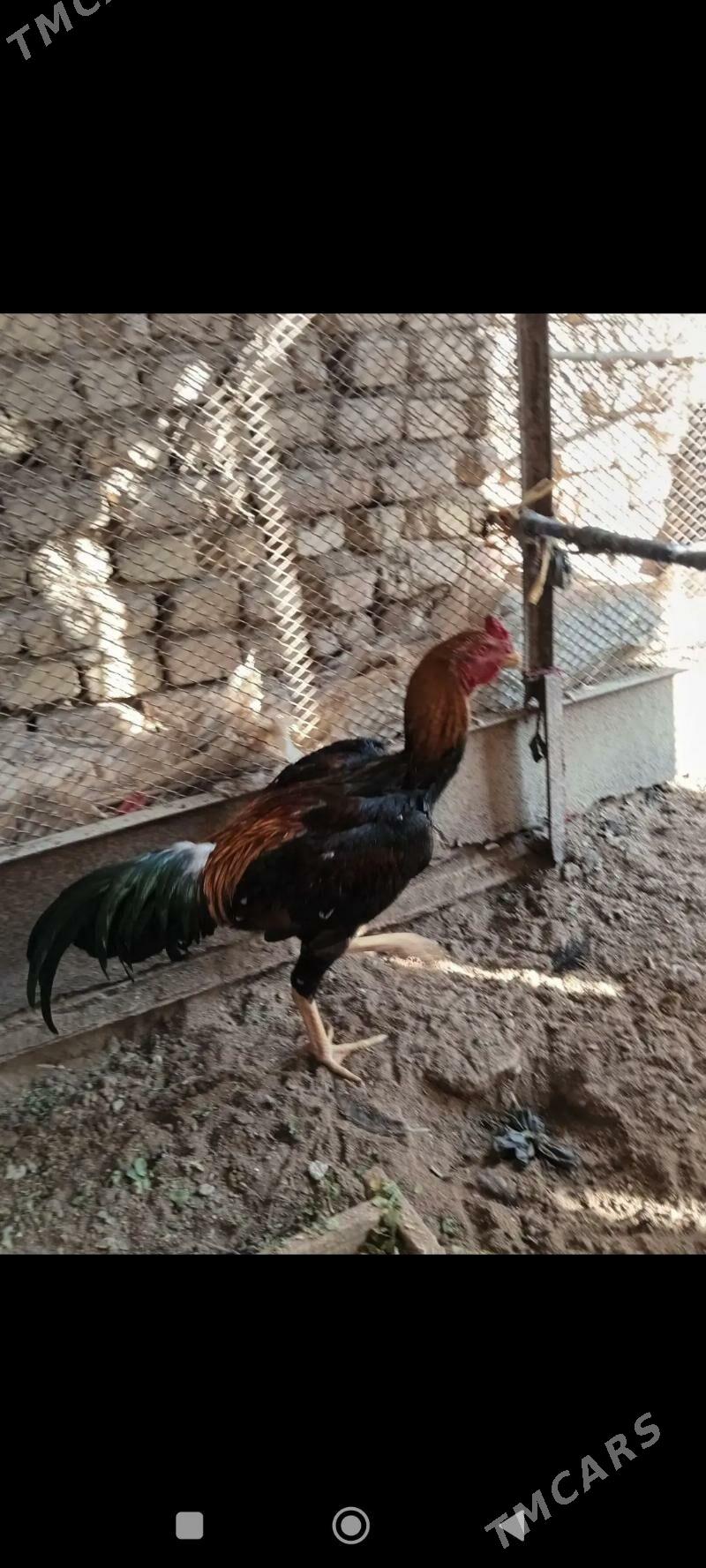 baysow horaz - Мары - img 4