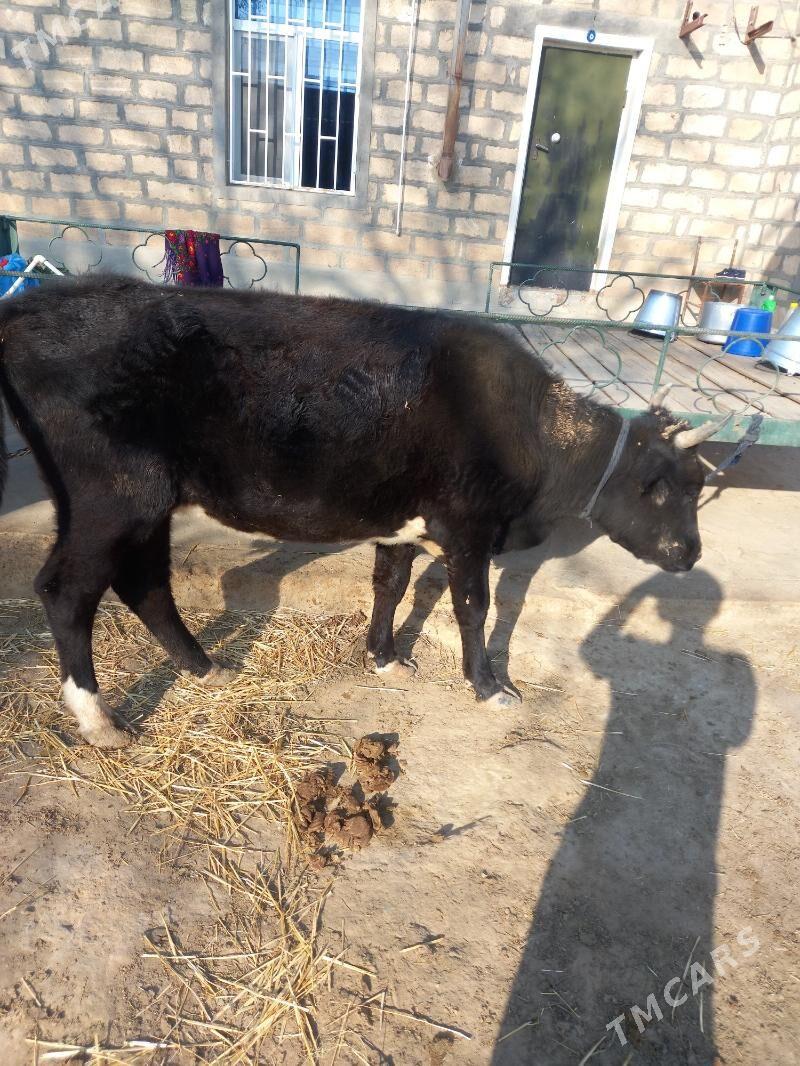 Bakymlyk goleli sygyr - Gyzylarbat - img 4