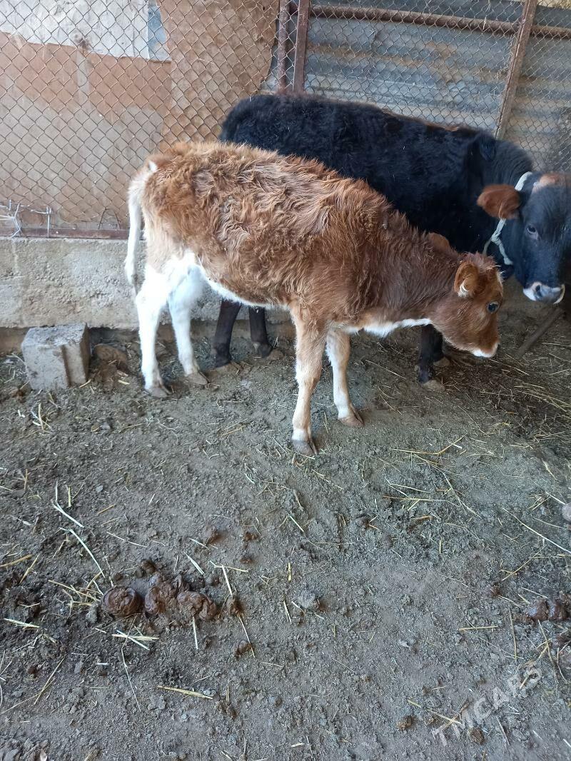 Bakymlyk goleli sygyr - Gyzylarbat - img 3