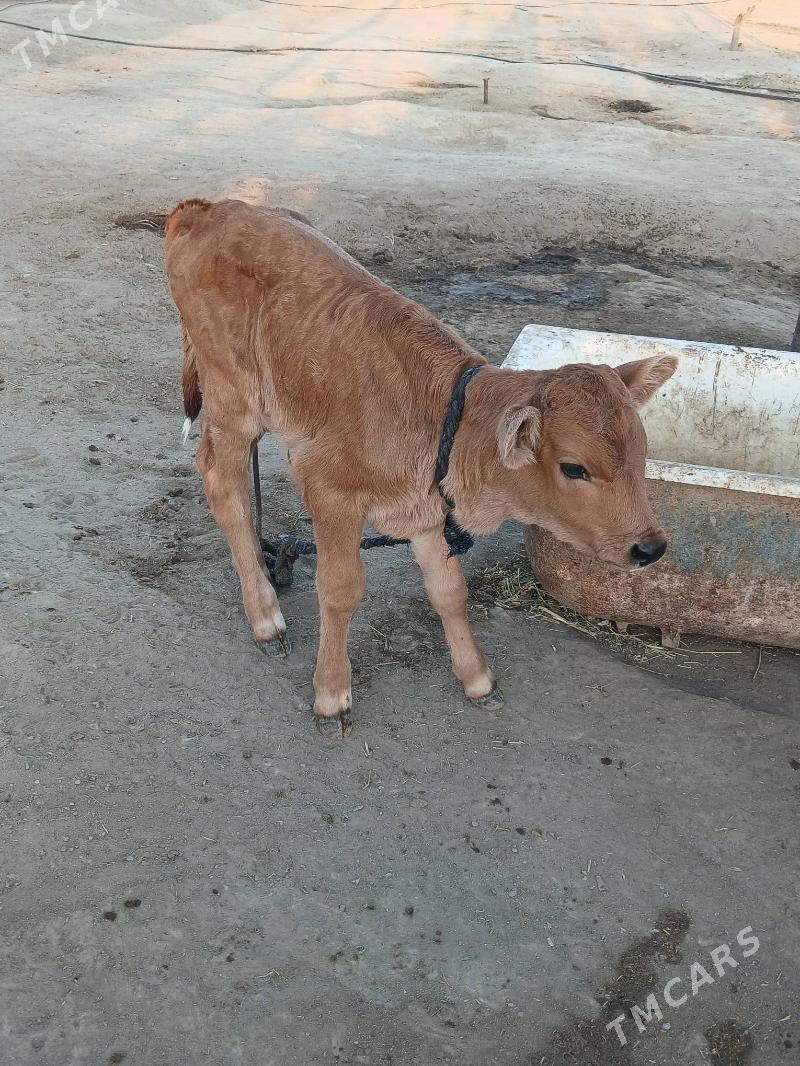 GOLELI SYGYR - Bäherden - img 5