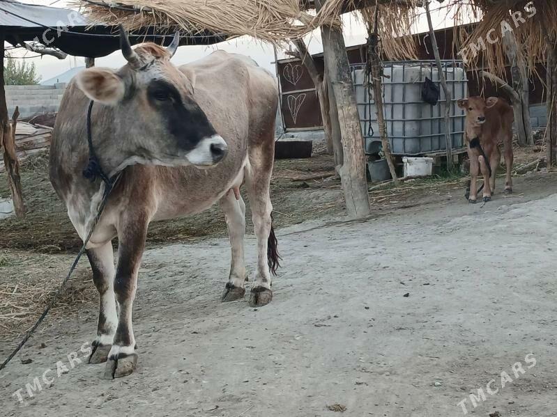 GOLELI SYGYR - Bäherden - img 2
